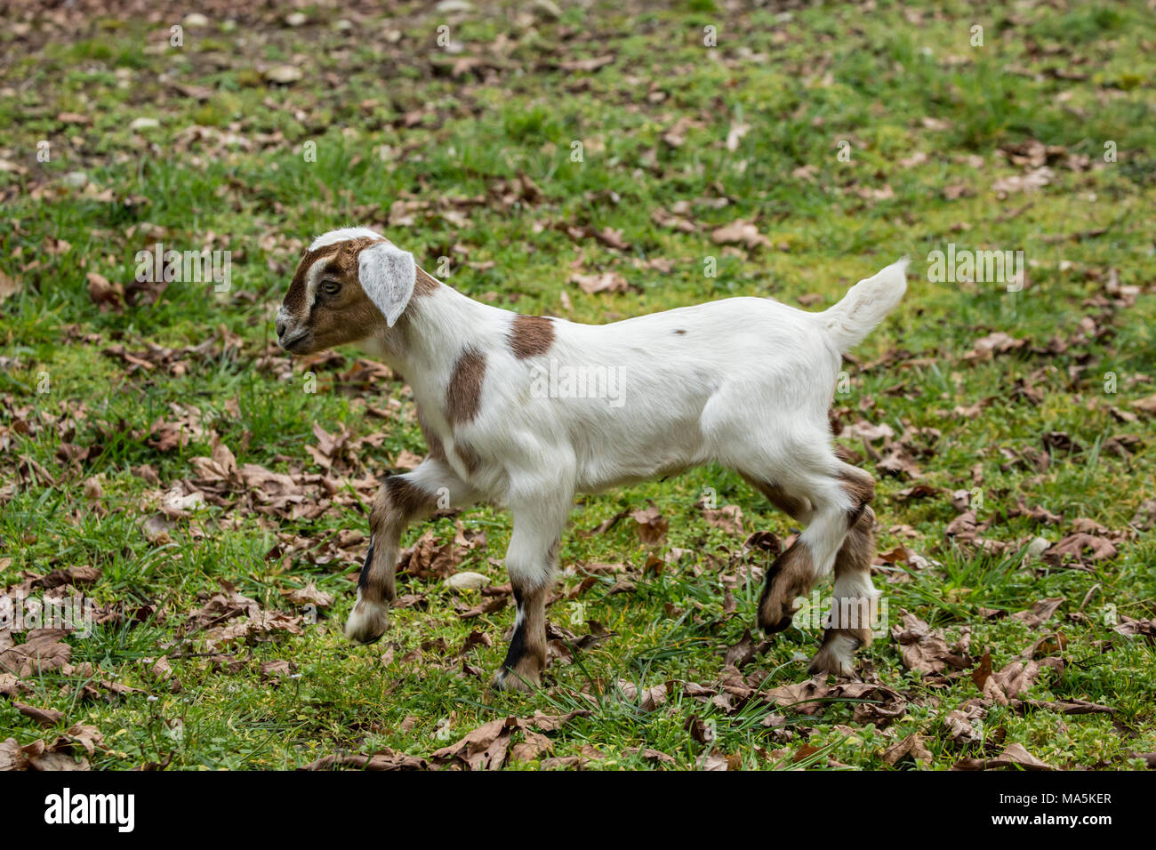 12 Tage alten Mischling Nubian und Boer goat Kid die Erkundung der Barnyard Stockfoto