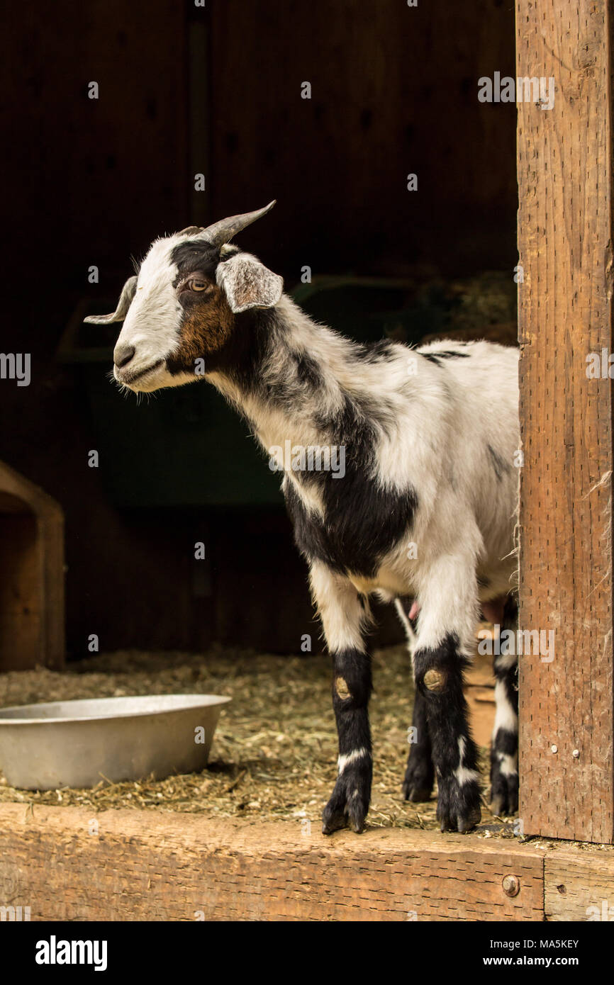 Nach doe Mischling Nubian und Boer goat in der Scheune Stockfoto