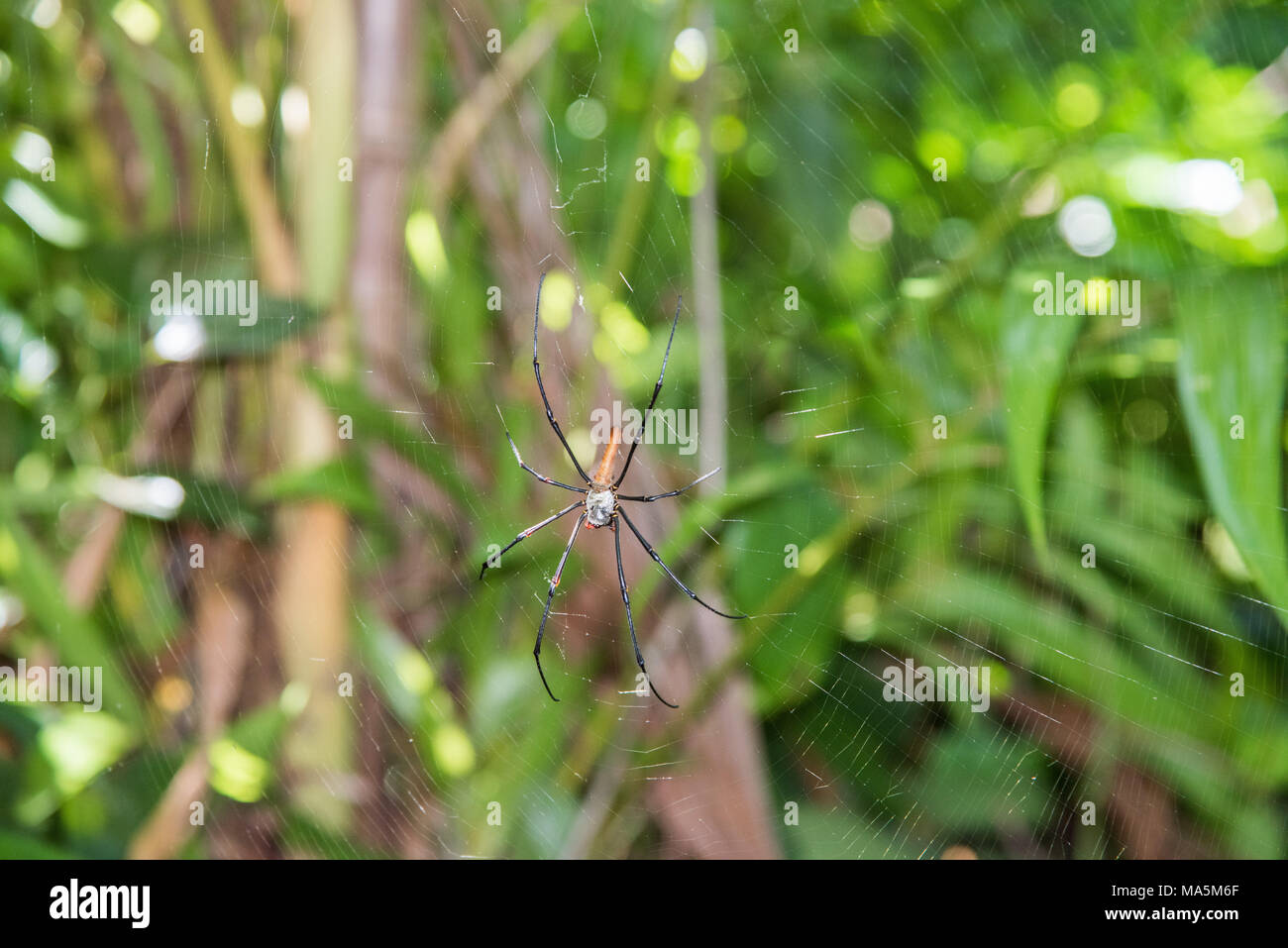 Golden orb Spider im Web im üppigen Regenwald in Darwin, Australien Stockfoto