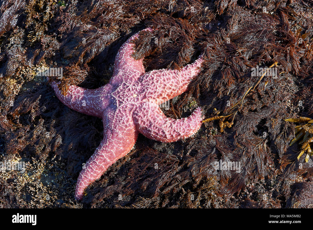 Lila Seestern, Ocker Sea Star (Pisaster Ochraceus), Drumbeg Provincial Park, Gabriola Island, British Columbia, Kanada Stockfoto