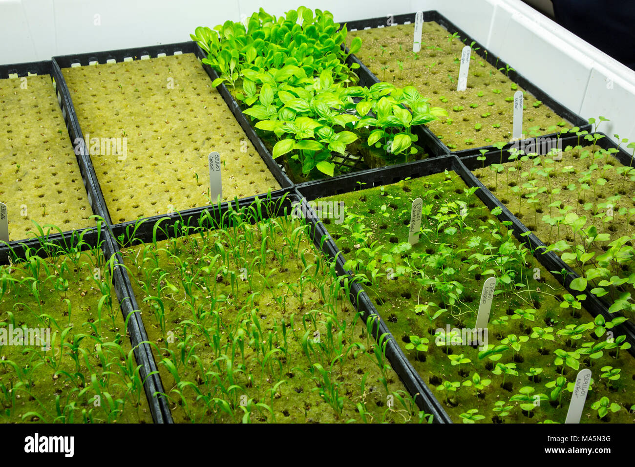 Hydroponic Landwirtschaft. Verschiedene Sämlinge (Basilikum oben) Warten auf das Umpflanzen. Dyersville, Iowa, USA. Stockfoto