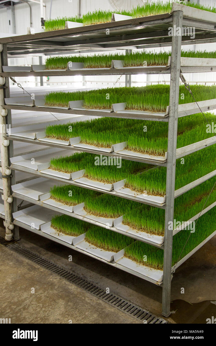 Hydroponic Landwirtschaft, Anbau von Gerste Futter. 1 Fach wird genug Futter für 1 Kuh oder 1 Pferd für 14 Cent pro Tag produzieren. Dyersville, Iowa, USA Stockfoto