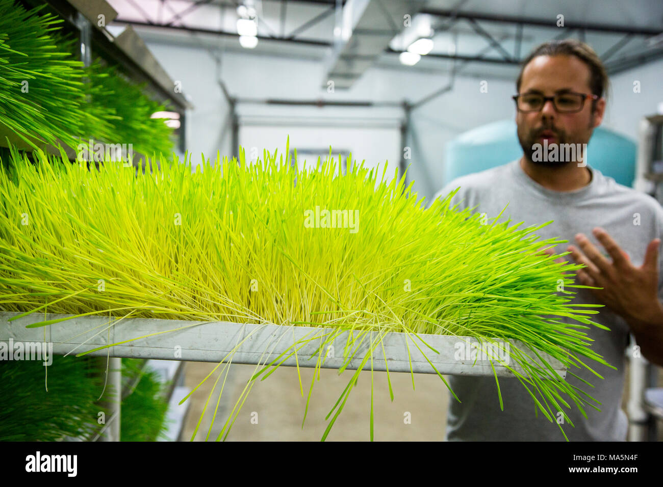 Hydroponic Landwirtschaft, Anbau von Gerste Futter. 1 Fach wird genug Futter für 1 Kuh oder 1 Pferd für 14 Cent pro Tag produzieren. Dyersville, Iowa, USA Stockfoto