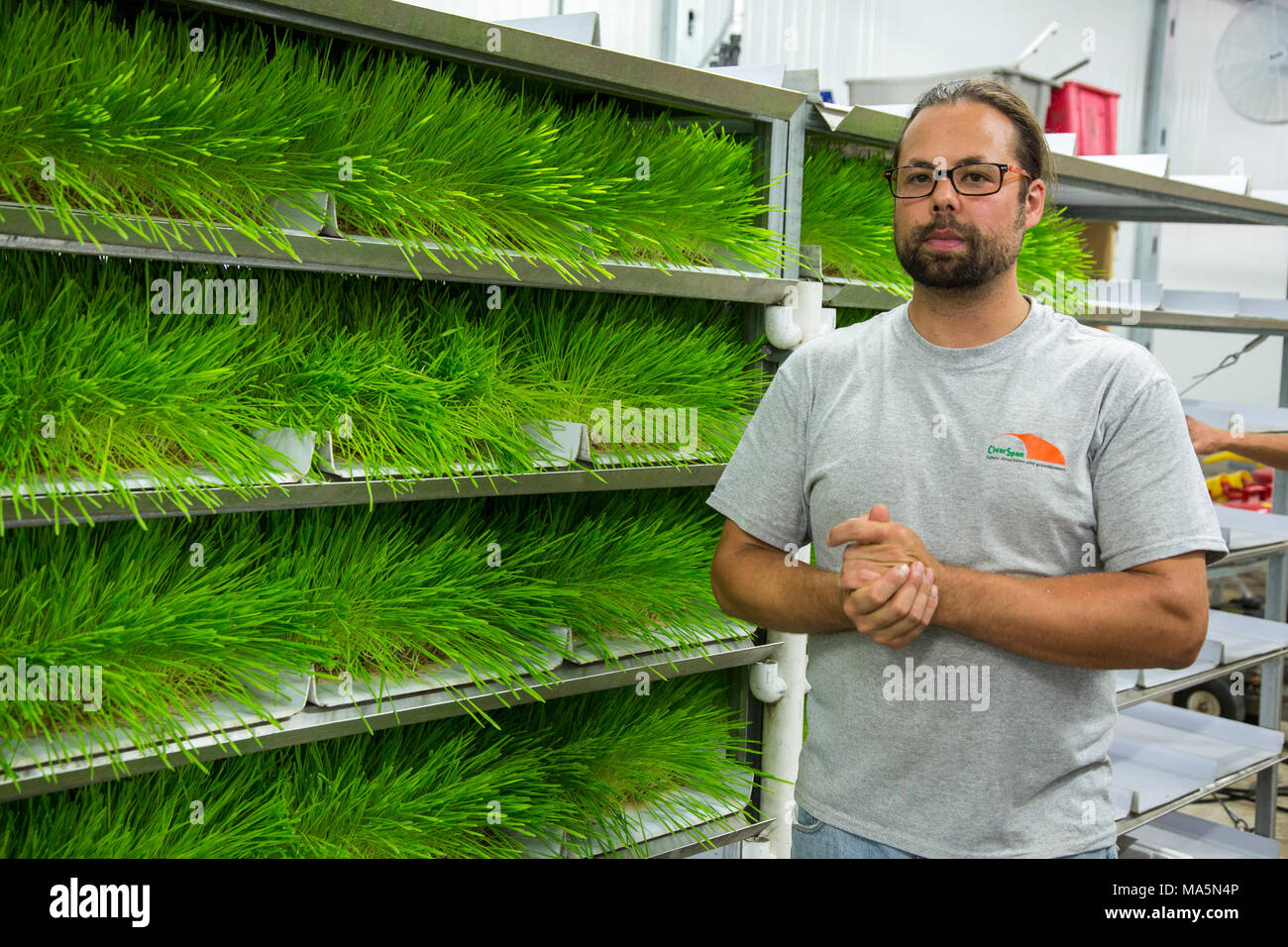 Hydroponic Landwirtschaft, Anbau von Gerste Futter. 1 Fach wird genug Futter für 1 Kuh oder 1 Pferd für 14 Cent pro Tag produzieren. Dyersville, Iowa, USA Stockfoto