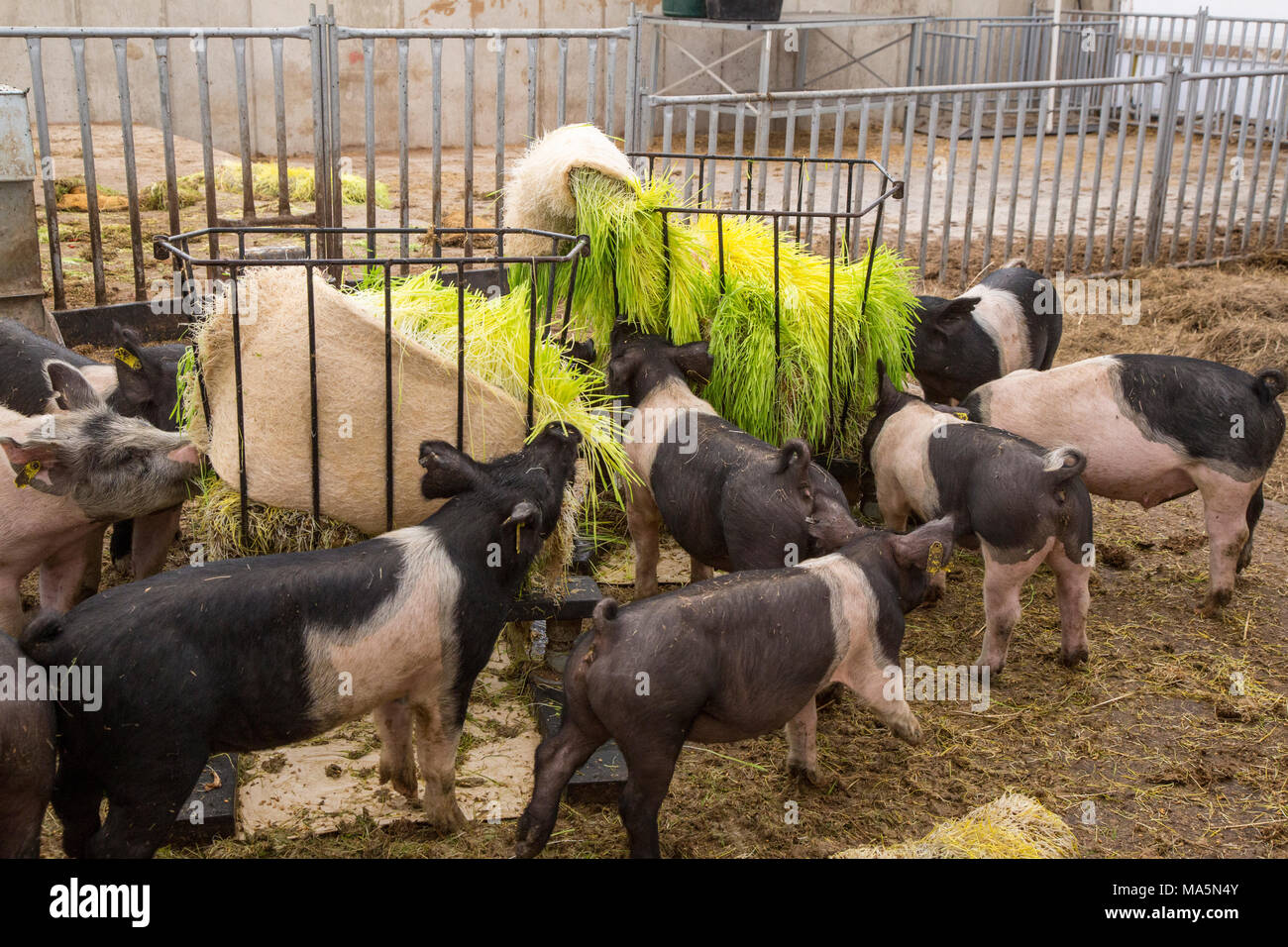 Hydroponic Landwirtschaft. Schweine essen Gerste hydroponisch angebaut. Dyersville, Iowa, USA. Stockfoto