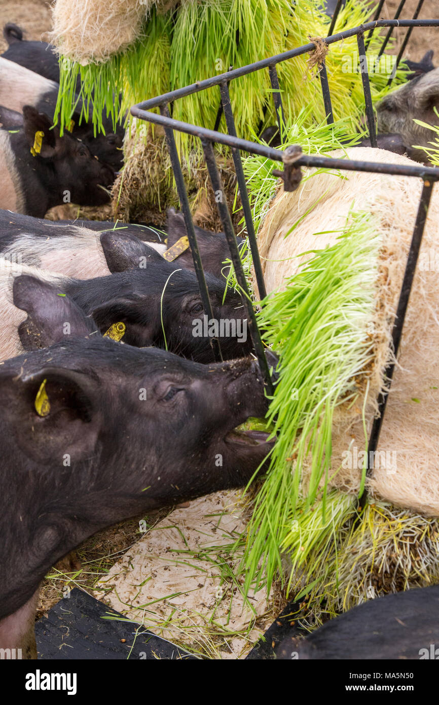 Hydroponic Landwirtschaft. Schweine essen Gerste hydroponisch angebaut. Dyersville, Iowa, USA. Stockfoto