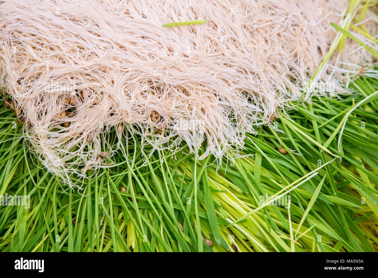 Hydroponic Landwirtschaft. Matten von Gerste angebaut Hydroponisch. Dyersville, Iowa, USA. Stockfoto