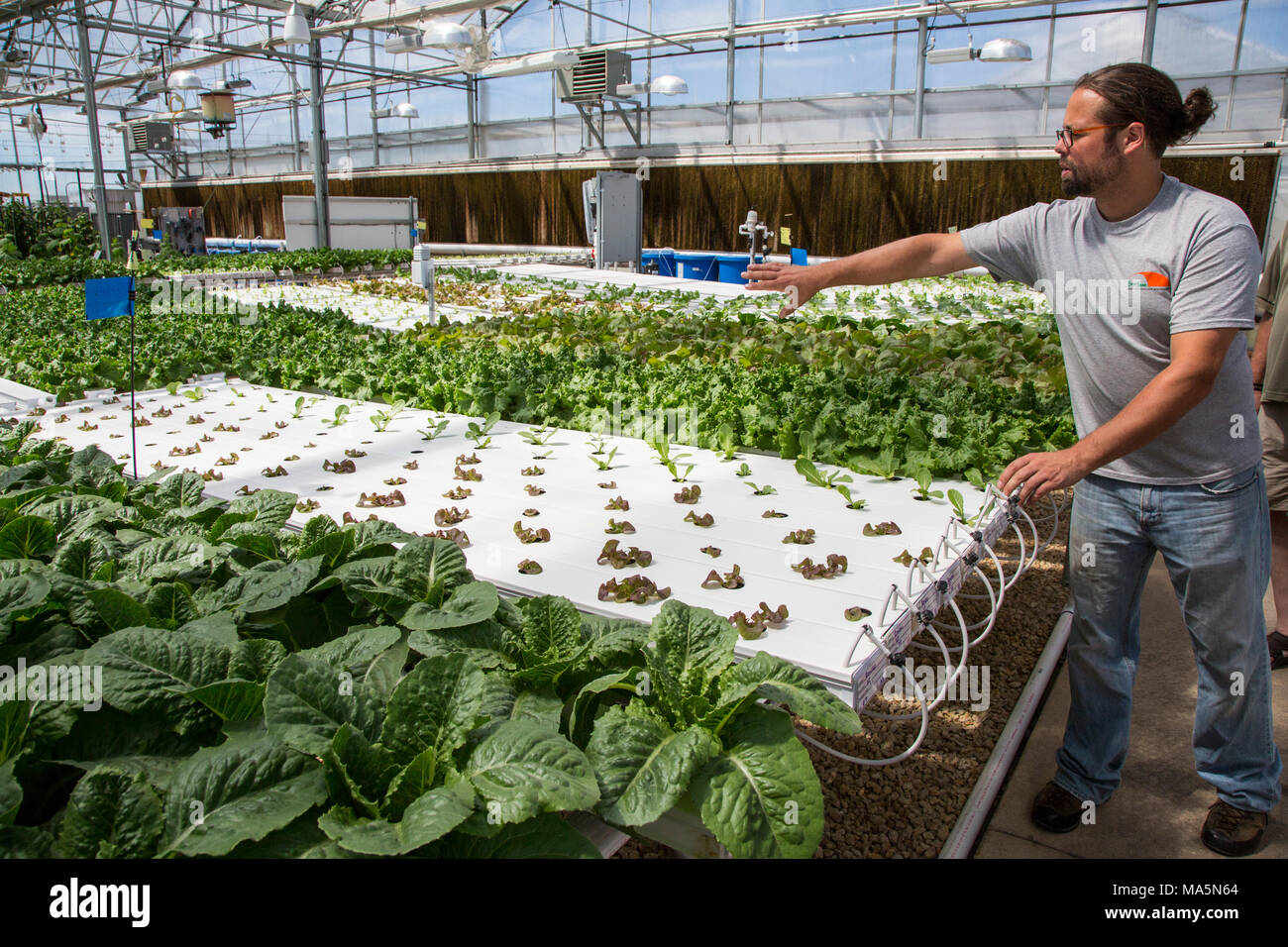 Hydroponic Landwirtschaft. Gewächshaus Anbau Kopfsalat. Dyersville, Iowa, USA. Stockfoto