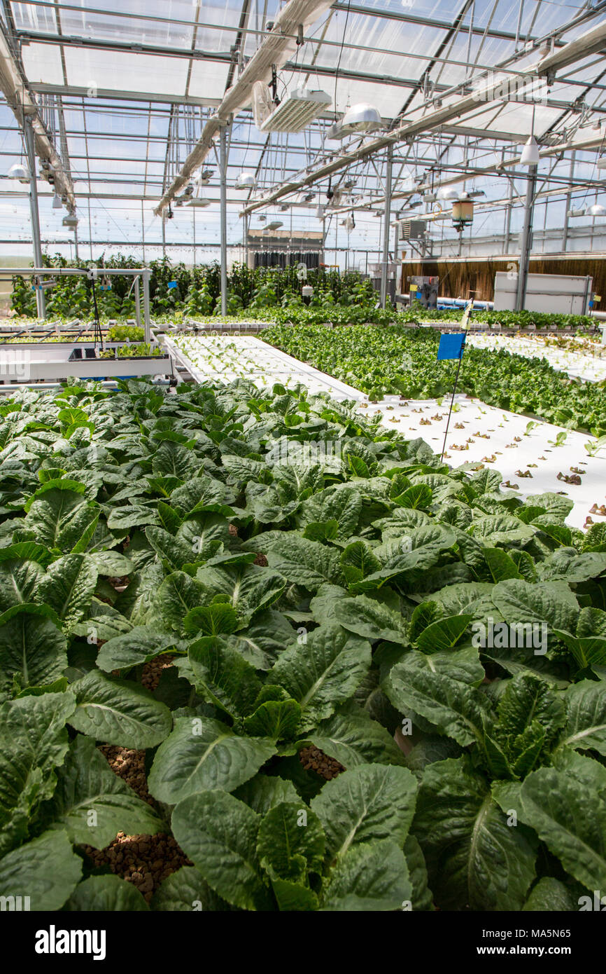 Hydroponic Landwirtschaft. Gewächshaus Anbau Kopfsalat. Dyersville, Iowa, USA. Stockfoto