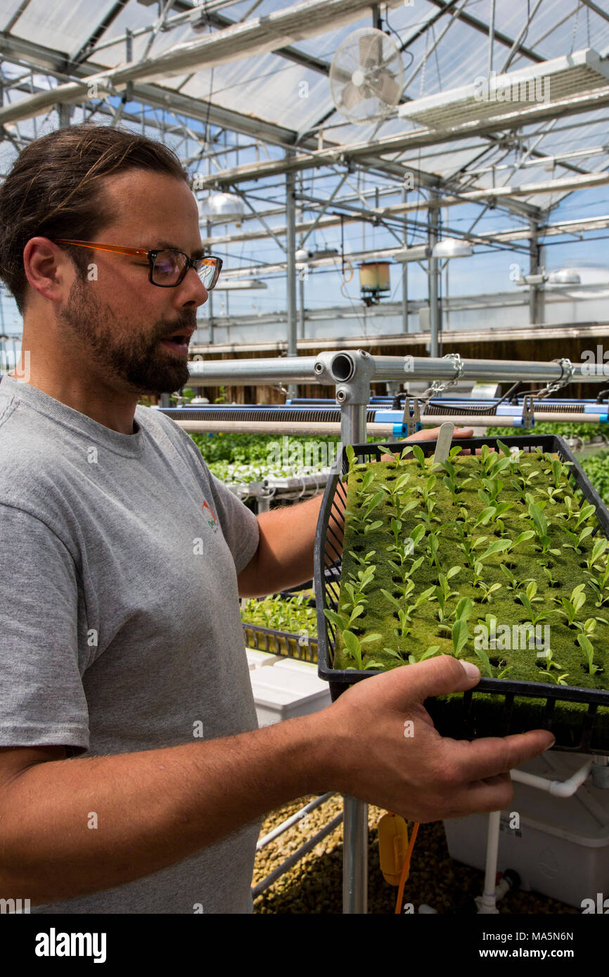 Hydroponic Landwirtschaft. Gewächshaus wachsenden Salat, Dyersville, Iowa, USA. Stockfoto