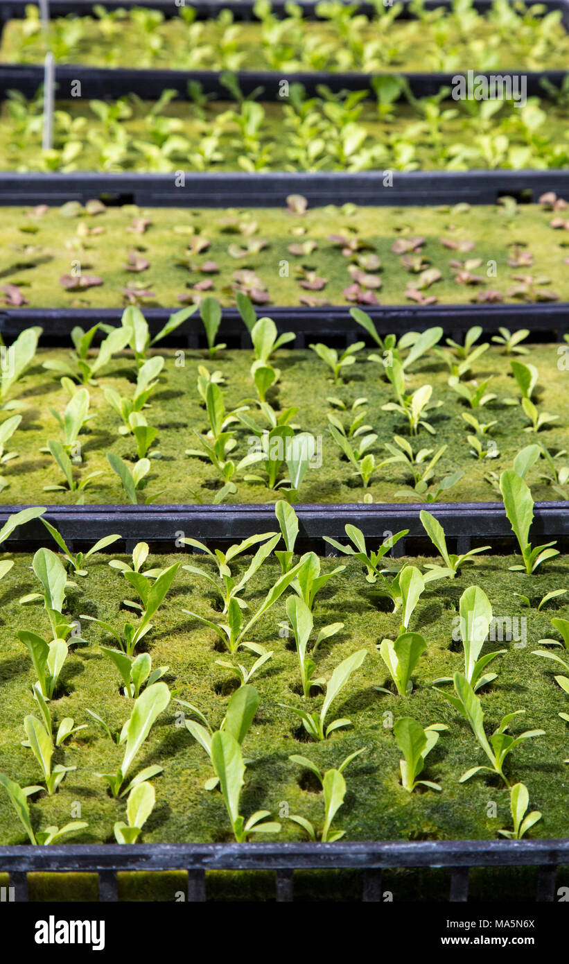 Hydroponic Landwirtschaft. Gewächshaus wachsenden Salat Sämlinge. Dyersville, Iowa, USA. Stockfoto