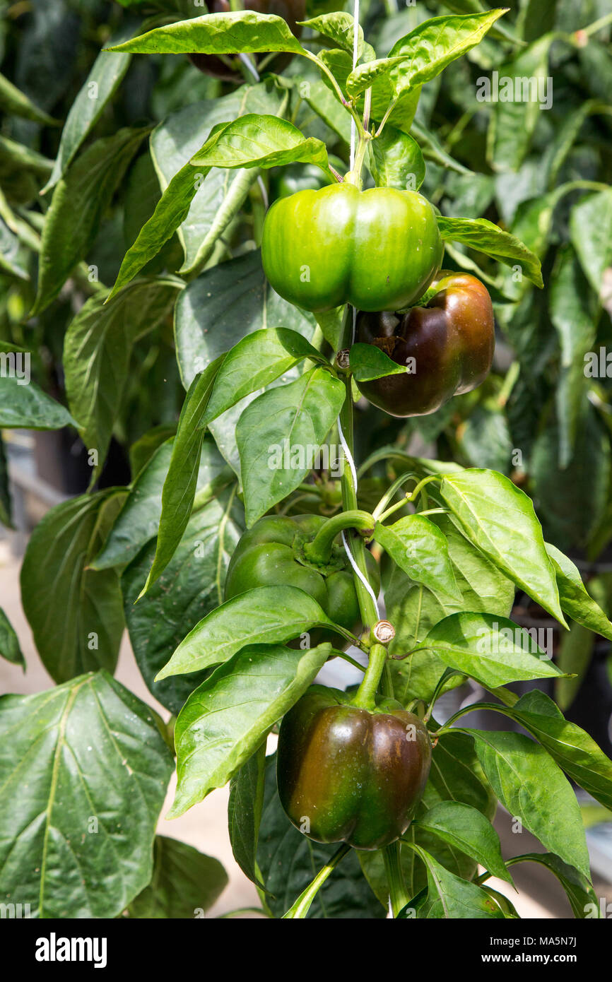 Hydroponic Landwirtschaft. Gewächshaus Anbau Paprika. Dyersville, Iowa, USA. Stockfoto