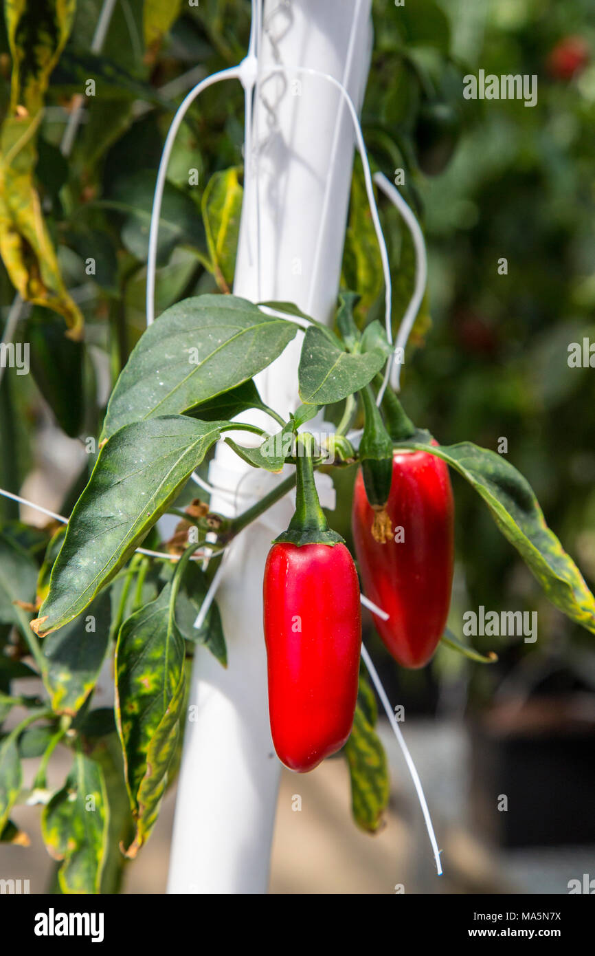 Hydroponic Landwirtschaft. Gewächshaus Anbau Paprika. Dyersville, Iowa, USA. Stockfoto