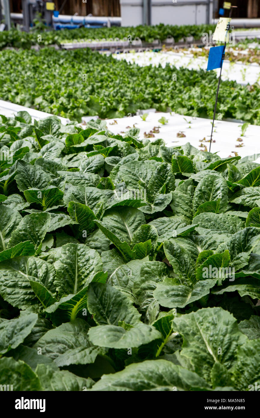 Hydroponic Landwirtschaft. Gewächshaus Anbau Kopfsalat. Dyersville, Iowa, USA. Stockfoto