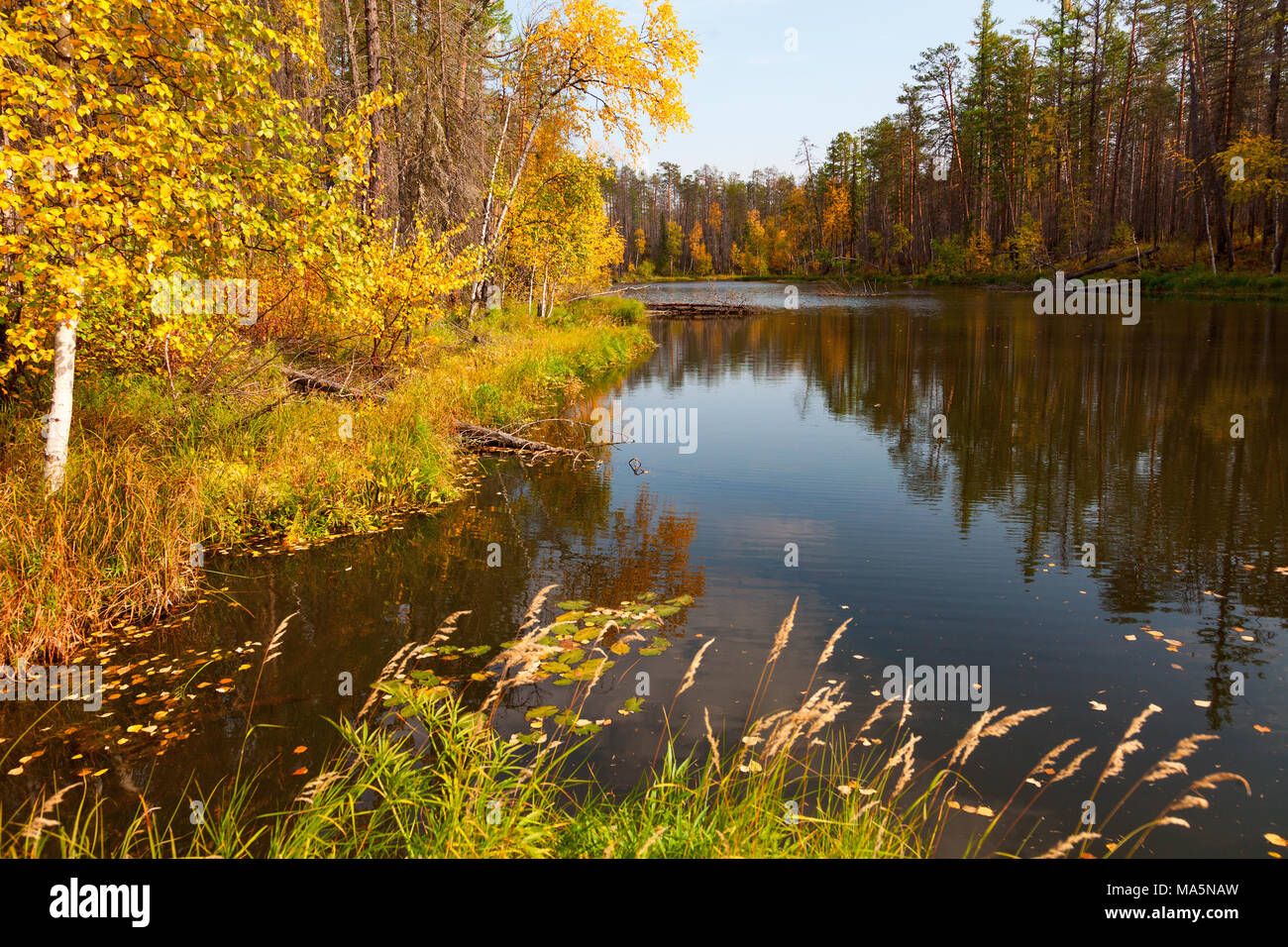 Blick auf den Wald See im Herbst Stockfoto