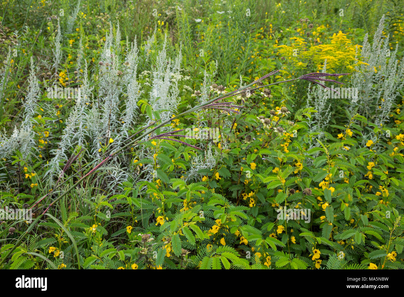 Ein Conservation Reserve Erhaltung einheimischer Arten: Bluestem lehnt sich diagonal von unten über verschiedene wilde Gräser und Blumen. Iowa. Stockfoto