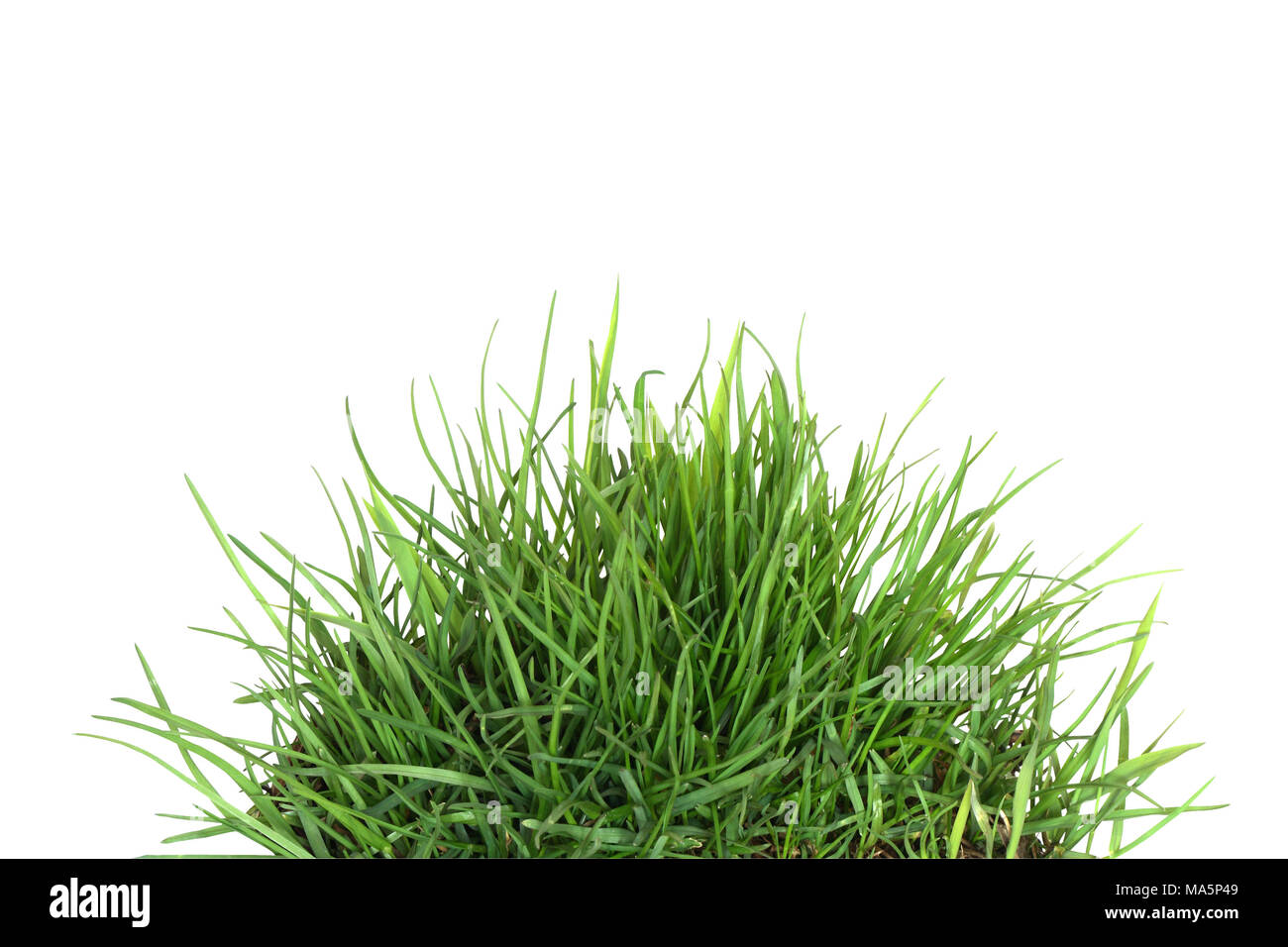 Grüne Gras auf weißem Hintergrund mit Freistellungspfad isoliert Stockfoto
