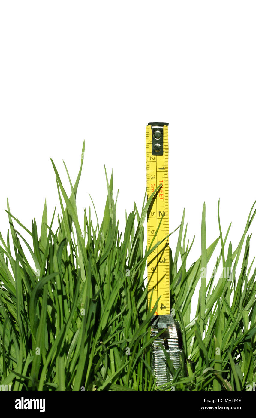 Grünes Gras und Maßband auf Weiß mit Freistellungspfad isoliert Stockfoto