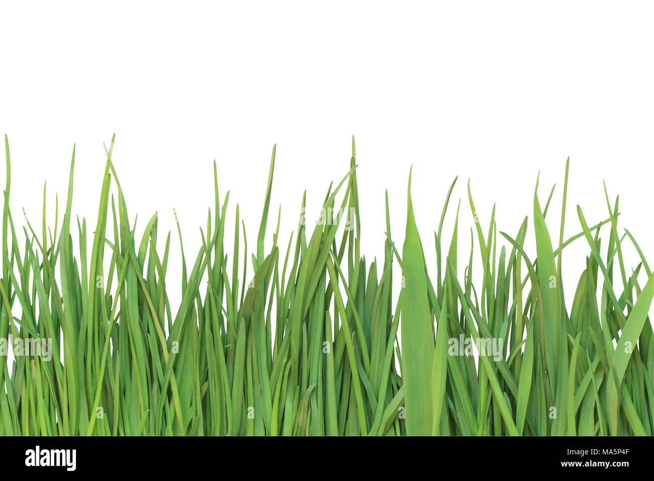Nahaufnahme des grünen Grases auf weißem Hintergrund mit Freistellungspfad isoliert Stockfoto
