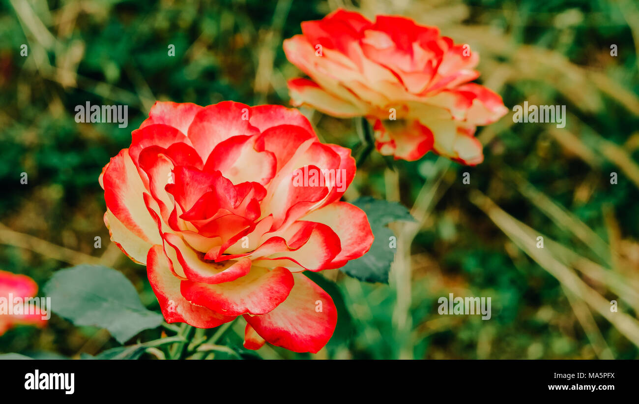 Rose und Rosenknospen Stockfoto