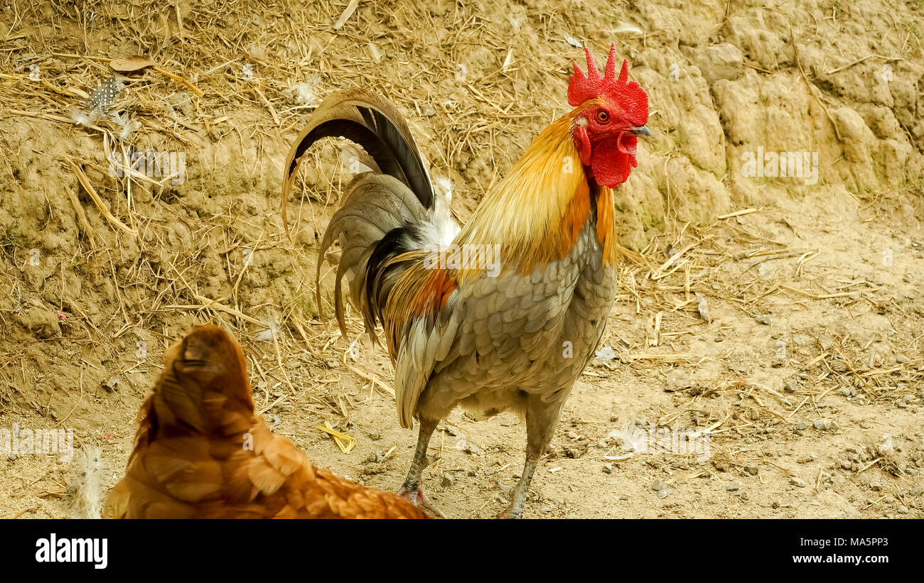 Hühner auf traditionellen freie Strecke Geflügelfarm Stockfoto