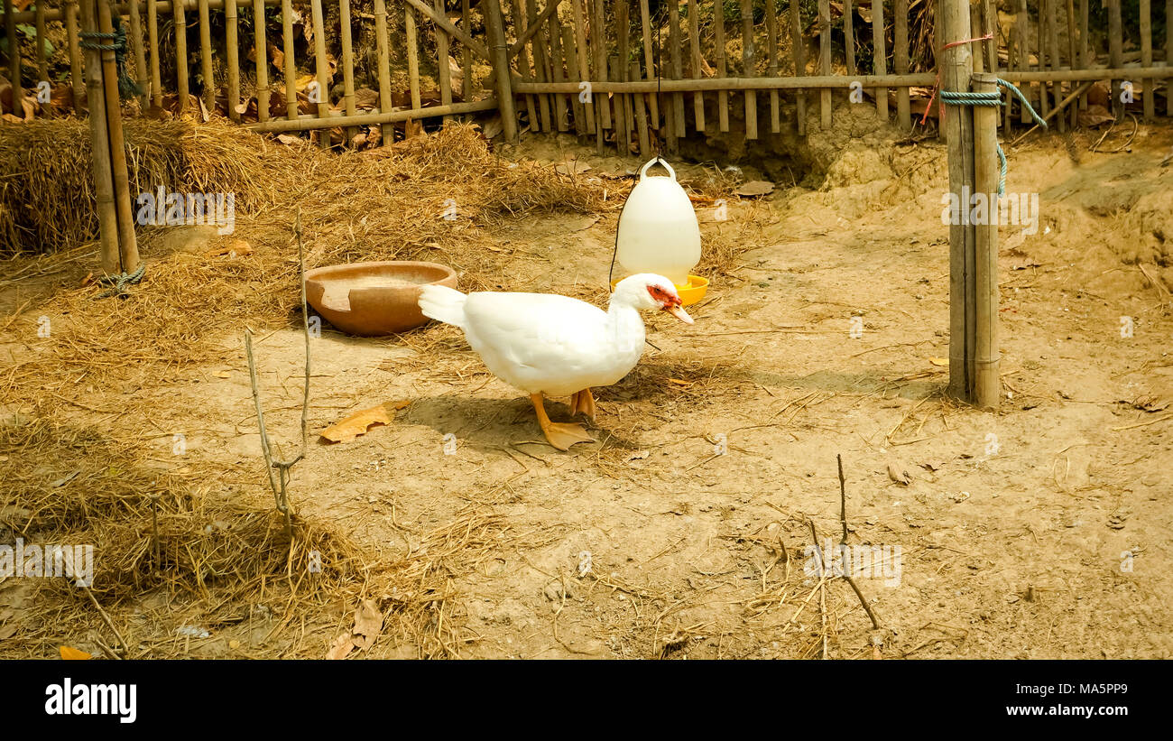 Ente in Country Farm Stockfoto