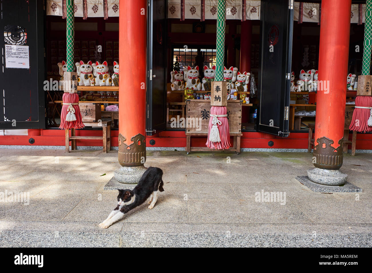 Japon, Tokio, Tempel sanctuaire dédié aux Chats//Japan, Tokio, Cat Tempel Stockfoto