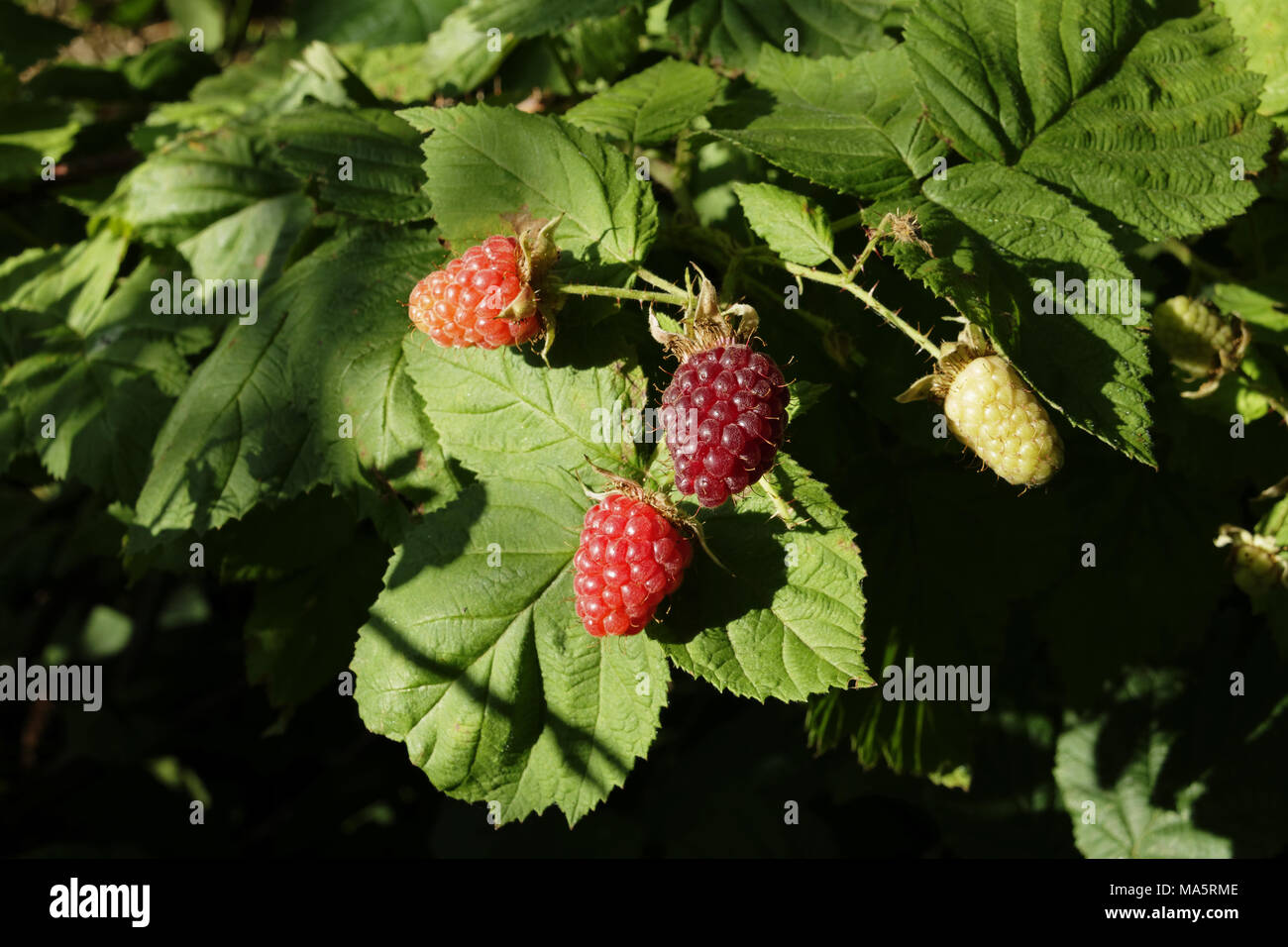 Loganberry (Rubus x loganobaccus): Hybrid, Kreuz zwischen Black (Rubus fructicosus) Himbeere (Malus Mill). (Suzanne's Garden, Mayenne, Pa Stockfoto