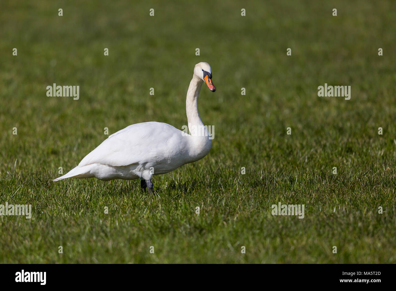 Einen natürlichen weißen Höckerschwan (Cygnus olor) Vogelarten, die in der grünen Wiese Stockfoto