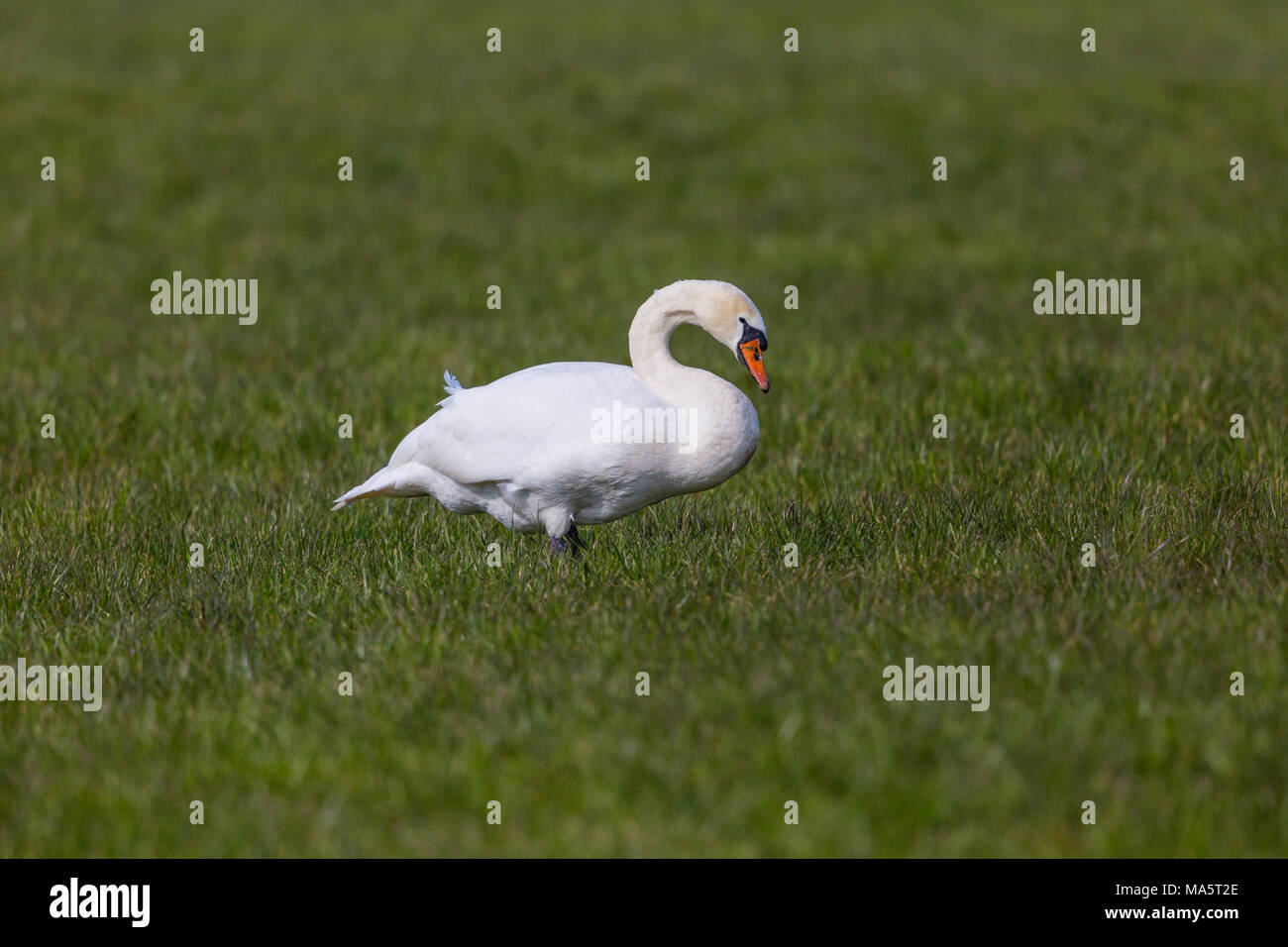 Einen natürlichen weißen Höckerschwan (Cygnus olor) Vogel Futter in grüne Wiese Stockfoto Einen natürlichen weißen Höckerschwan (Cygnus olor) Vogel Futter in grüne Wiese Stockfoto