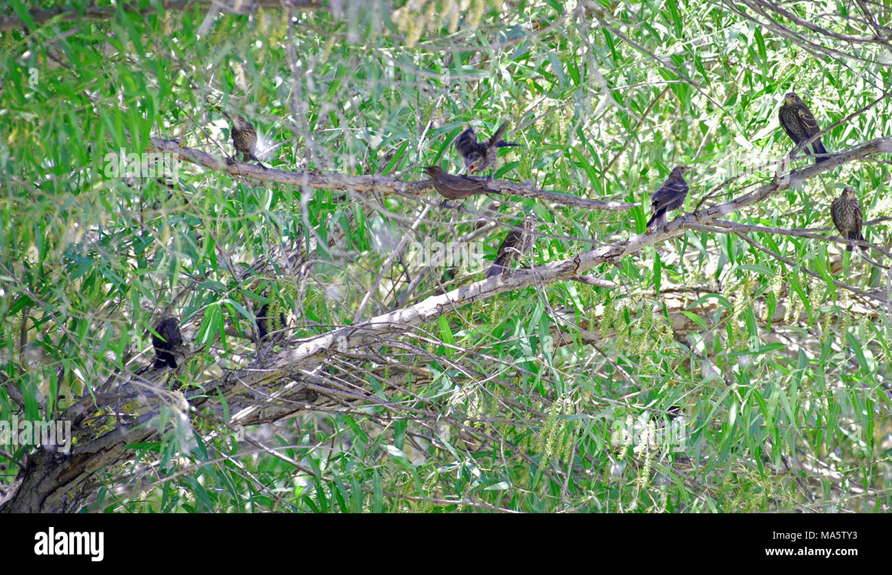 Dreifarbige Amseln in einem Baum in der Nähe von Kern National Wildlife Refuge. Einmal durch die Forscher als 'most reichlich Vogelarten in Küsten der südlichen Kalifornien beschrieben, "Trikolore blackbird Populationen sind in scharfen Rückgang aufgrund Verlust von Lebensraum. In diesem Jahr wurden sie jedoch nesting Flecken auf fünf nationale Wildschutzgebiete in Nordkalifornien und das zentrale Tal gefunden. Sie kamen später als normal diese Zucht, aber es ist ziemlich spannend, weil sie hier nicht in vier Jahren genistet haben, sagte Geoffrey Grisdale, Wildnisbiologe im Kern National Wildlife Refuge in Delano, Californi Stockfoto