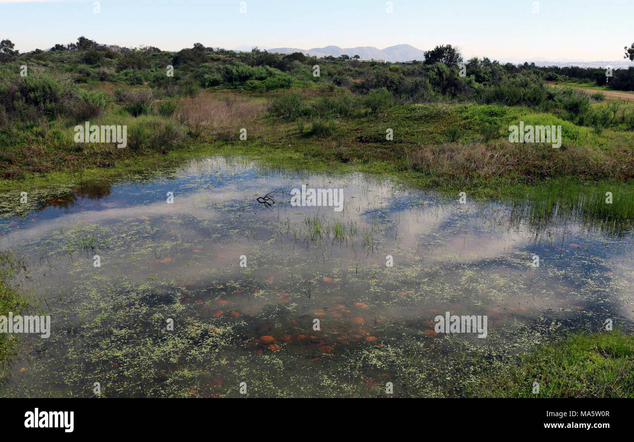 Vernal pool in Montgomery Field, San Diego County. Stockfoto