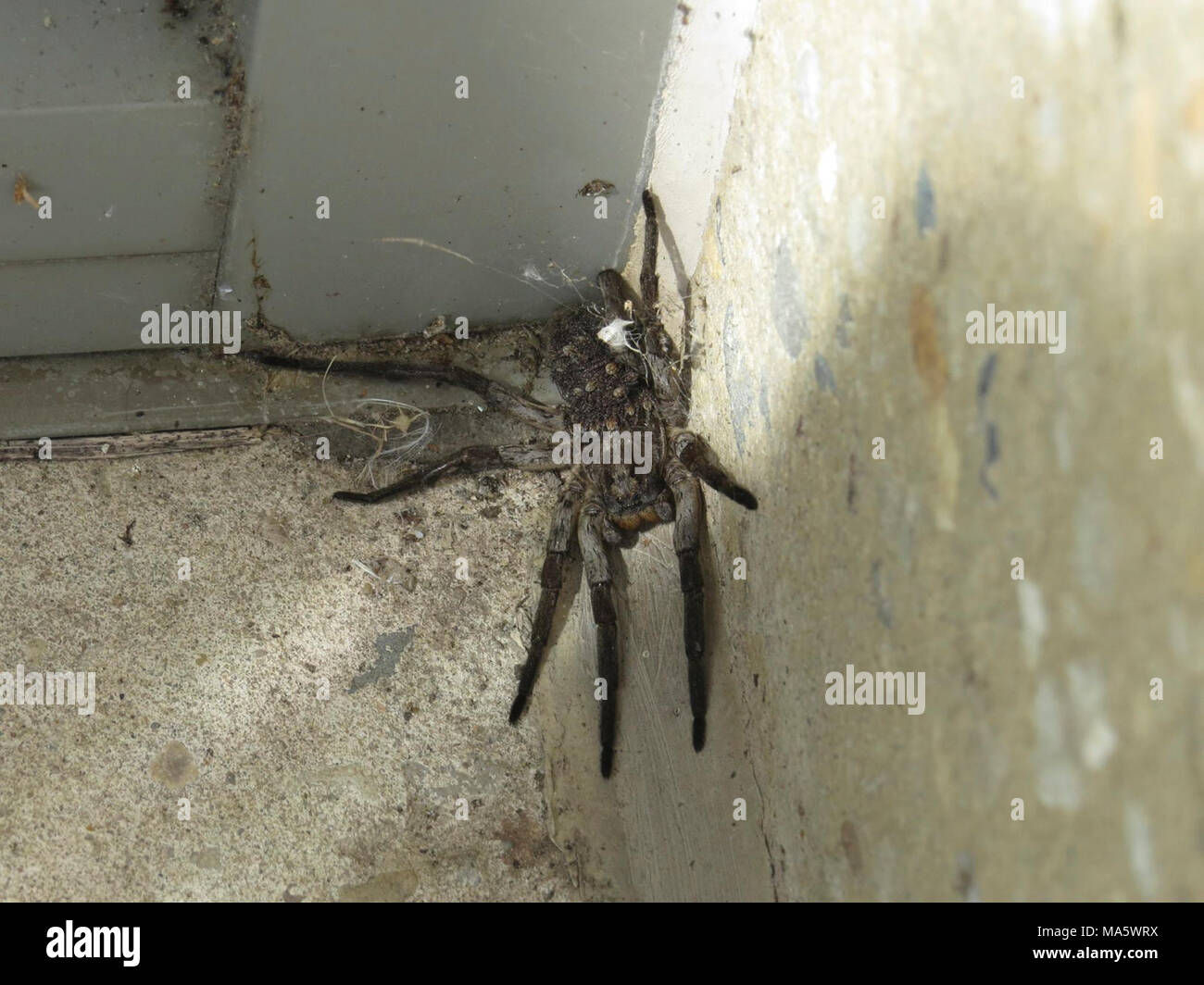 Wolf Spider mit Jungen. Spider Alert! Wenn Sie genau betrachten, werden Sie feststellen, dass dieser wolf spider ihre Jungen auf dem Rücken tragen. Was für eine coole Sichtung an Neal Smith National Wildlife Refuge​ in Iowa! Stockfoto