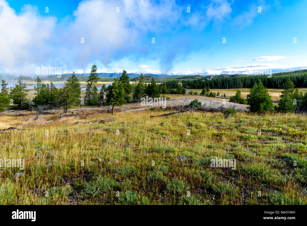 Feld Öffnen mit grünen Pinien im Hintergrund unter strahlend blauem Himmel mit Wolken. Stockfoto