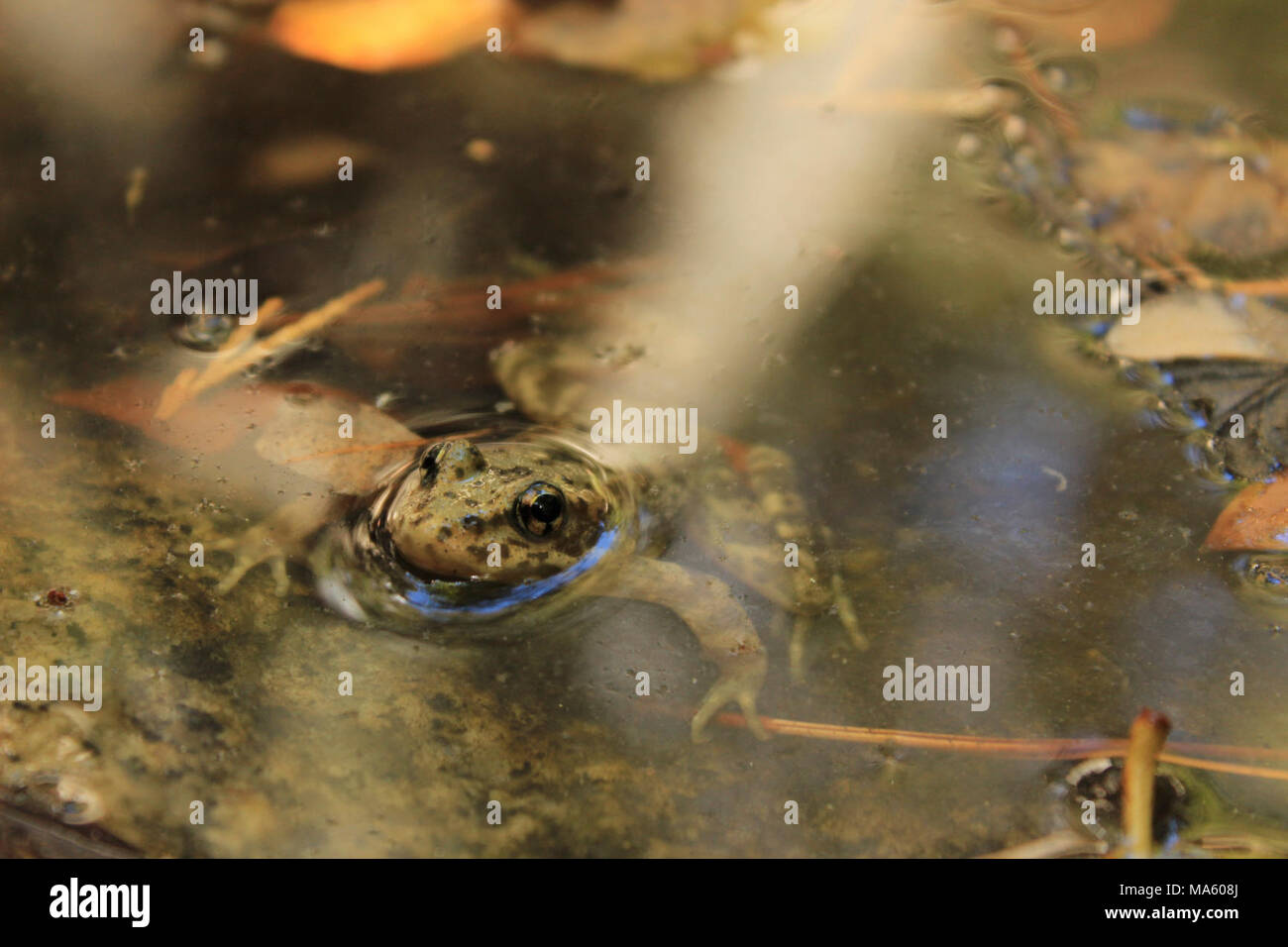 Mountain yellow-legged frog nach Freigabe. San Bernardino National Forest: Nachzuchten gefährdeten Berg Yellow-Legged Frosch stellt nach der langen Reise, führen zu einem Creek Bed in San Bernardino dunklen Canyon freigegeben. Stockfoto