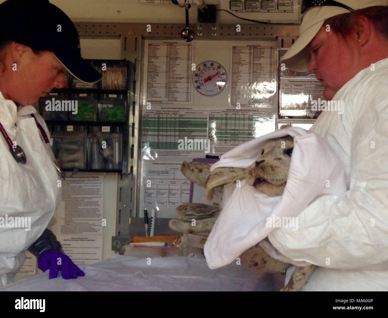 Refugio Öl Antwort Wildlife. Wildlife Operations Team kümmert sich um Harbour seal Pup von einsatzgruppen am 6. Juni 2015 gerettet. Stockfoto