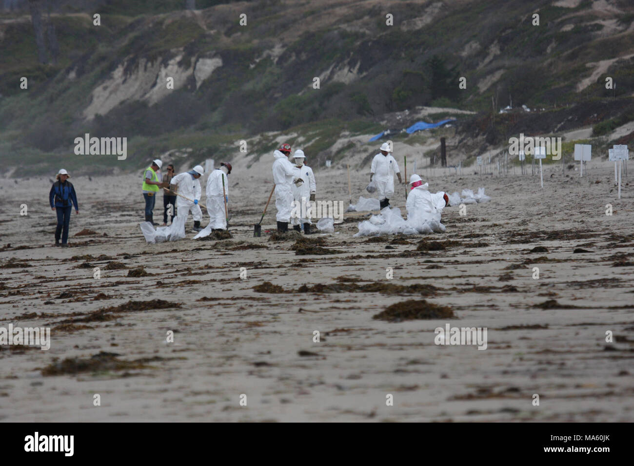 Refugio Öl Antwort. Wildlife Operationen Besatzungen arbeiten Western snowy plover Nester Kohle Öl Punkt finden zu schützen. Partner aus den USA und Wildnis-service, Universität von Kalifornien in Santa Barbara, Kalifornien Abteilung der Fische und Wildtiere arbeiten zusammen, um brütende Vögel zu schützen und Clean-up-Crews Öl vom Strand zu entfernen. Stockfoto