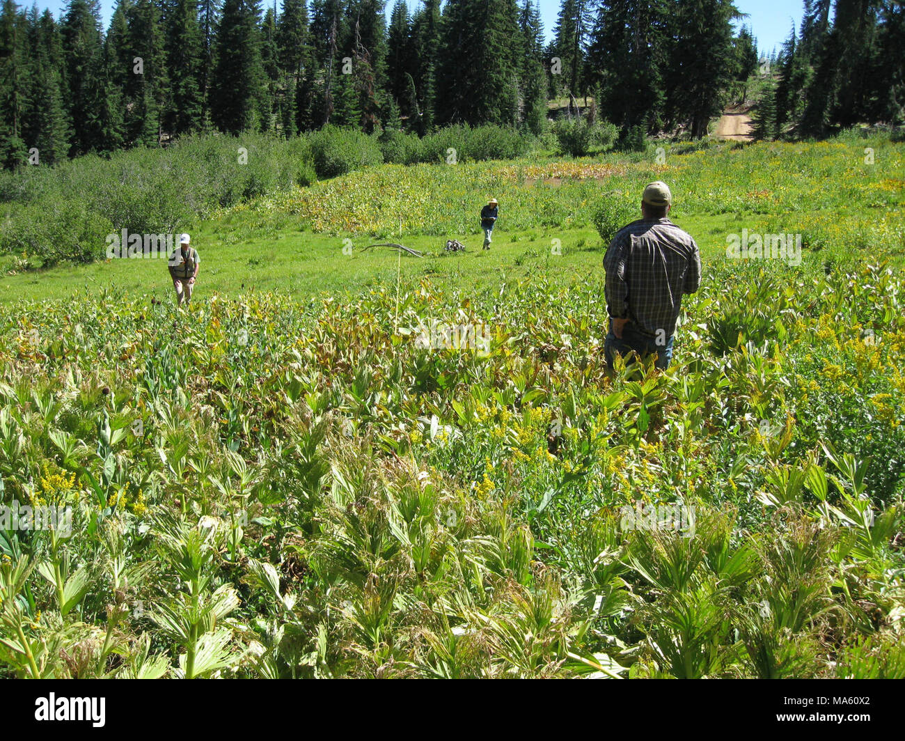 Alpine nasse Wiese Daten. Partner für Fische und Wildtiere Biologen sammeln Daten in einem alpinen Feuchtwiesen im Deer Creek Watershed in Siskiyou County, Calif. Stockfoto