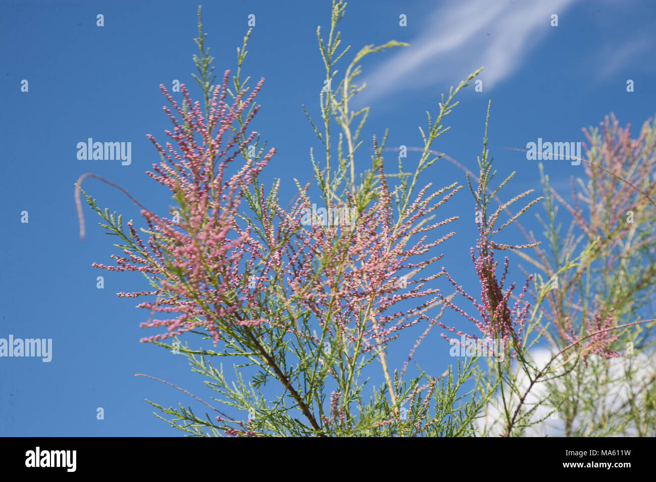 Salz Zeder, Rosentamarisk (Tamarix ramosissima) Stockfoto