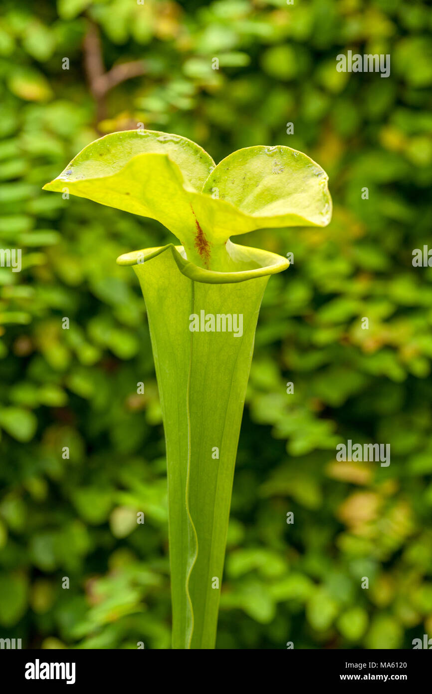 Gelbe Kannenpflanze, Gul flugtrumpet (Sarracenia flava) Stockfoto