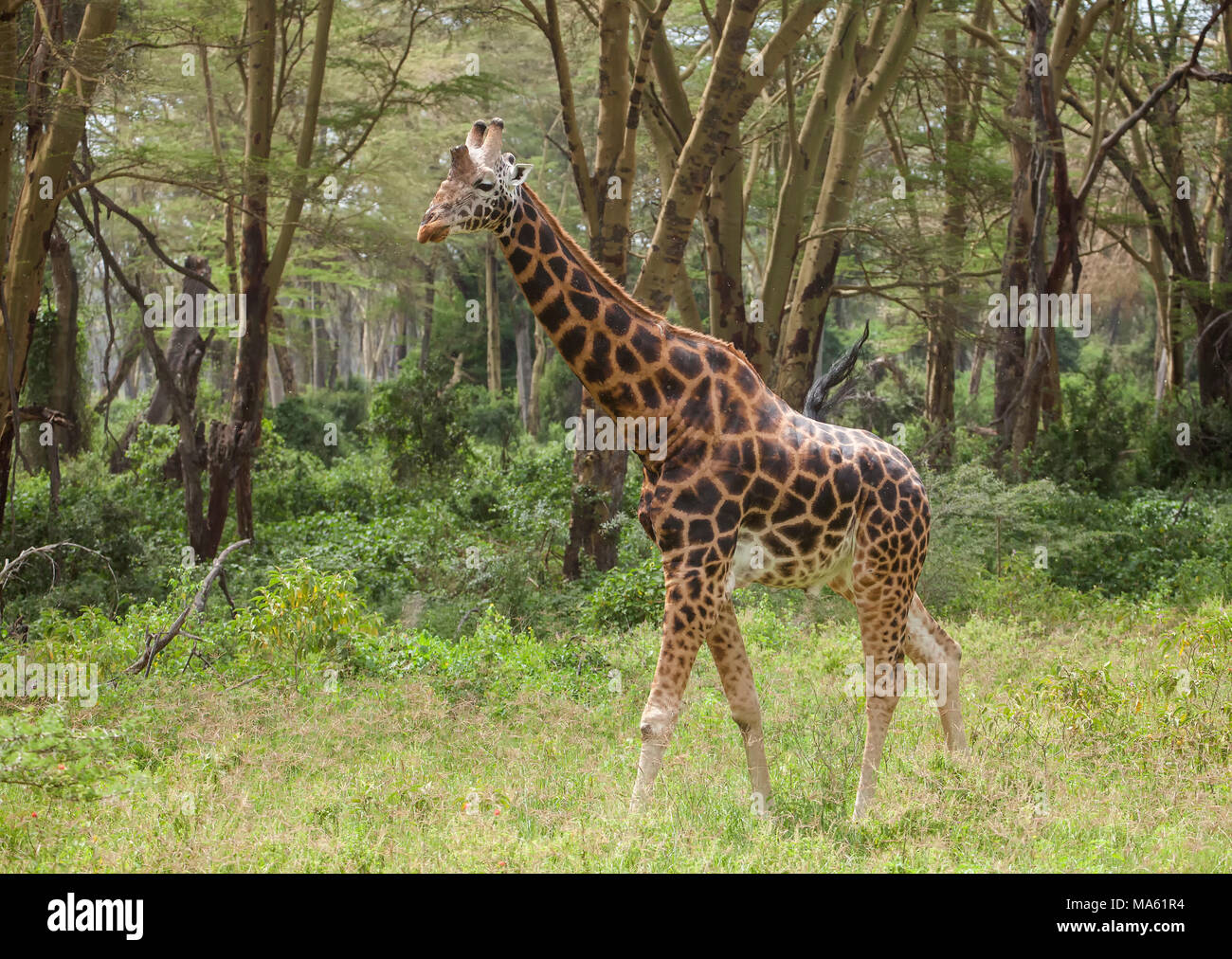 Rothschild Giraffe Stockfoto