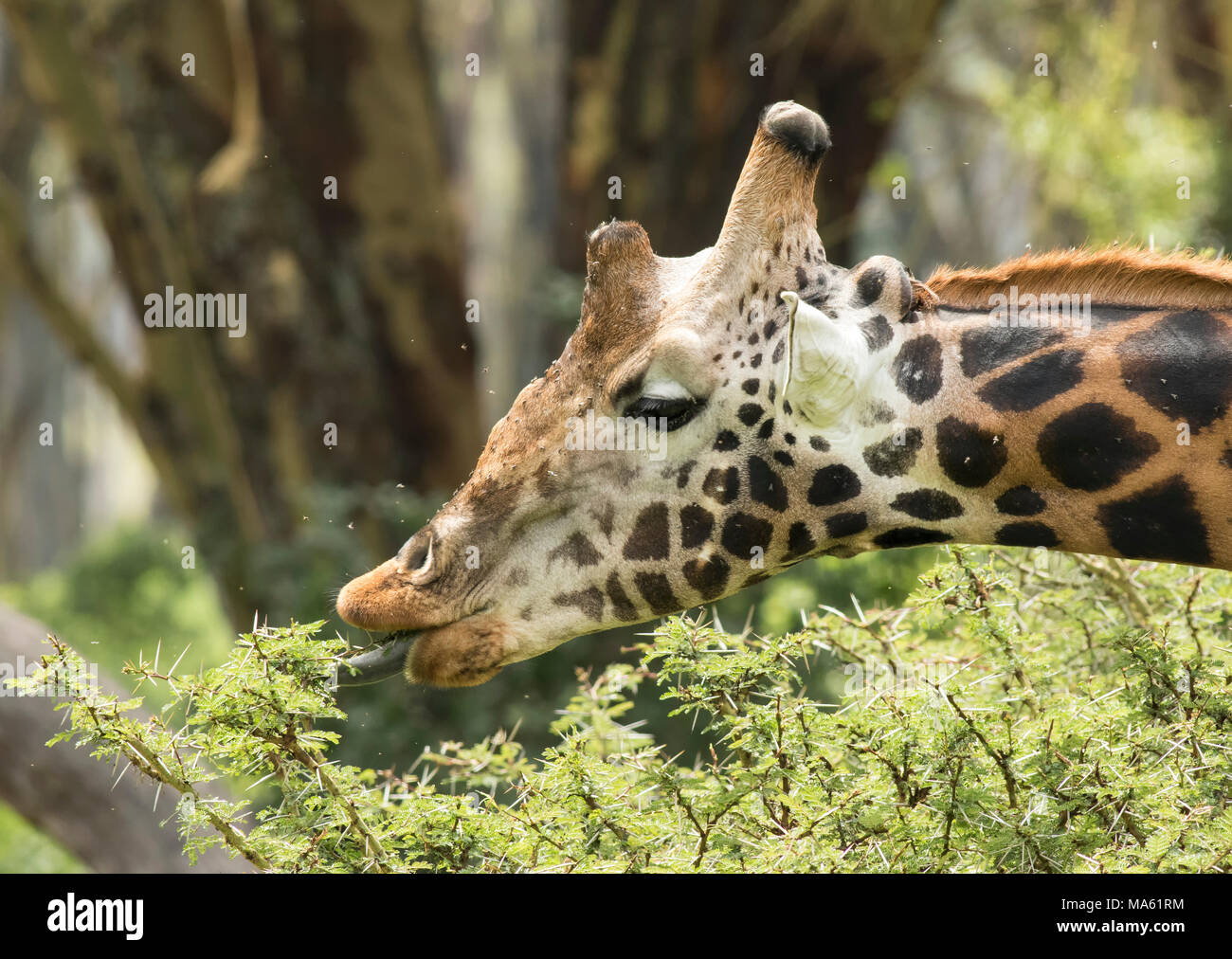 Rothschild Giraffe Stockfoto