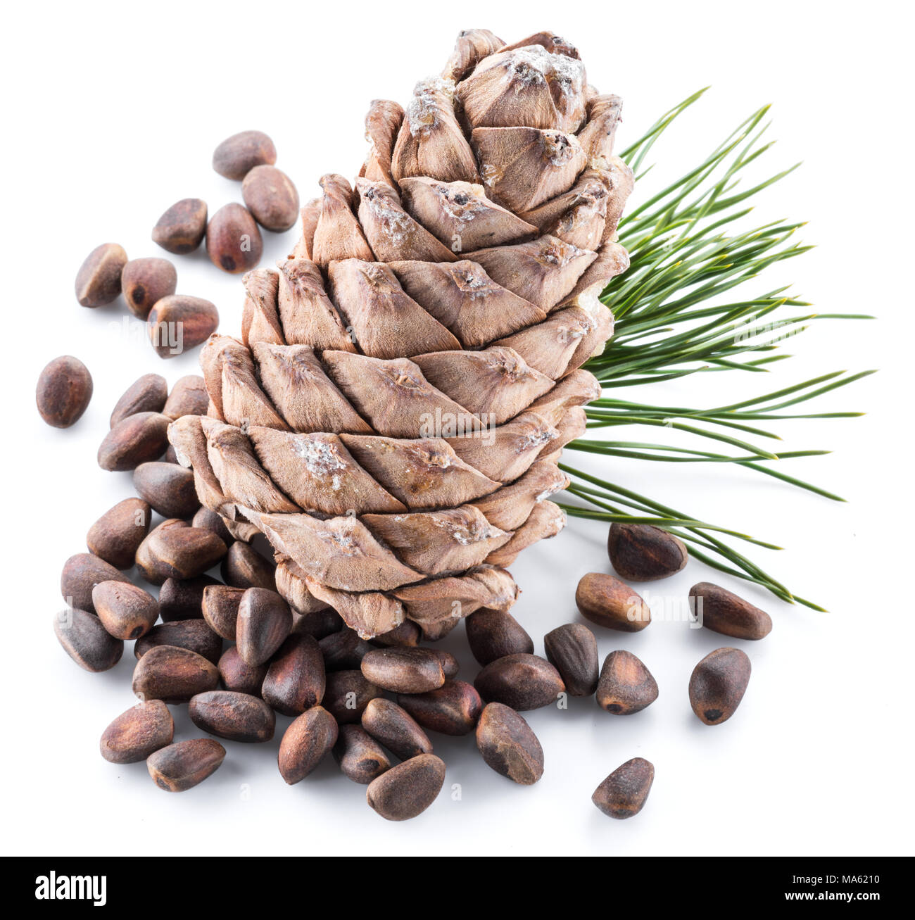 Pinienkernen Kegel und Pinienkerne auf dem weißen Hintergrund. Ökologische Lebensmittel. Stockfoto