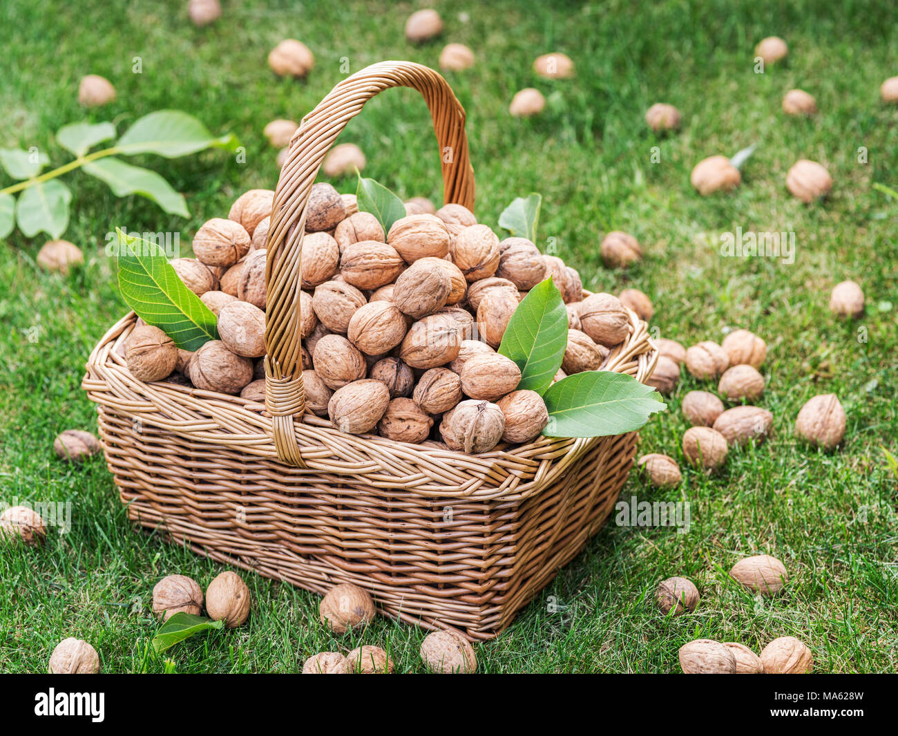 Walnuss Ernte. Walnüsse im Warenkorb auf das grüne Gras. Stockfoto