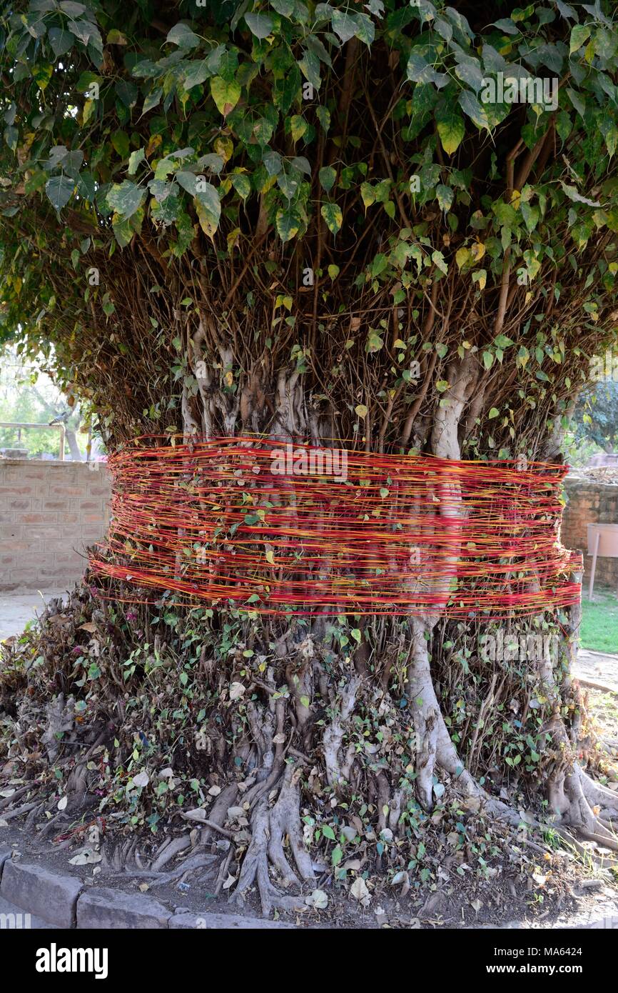 Möchten Baum, an dem ein Band um einen Baum und eine entfernt, wenn der Wunsch Mandore Gardens Jodhpur Rajashan Indien gewährt wird gebunden. Stockfoto