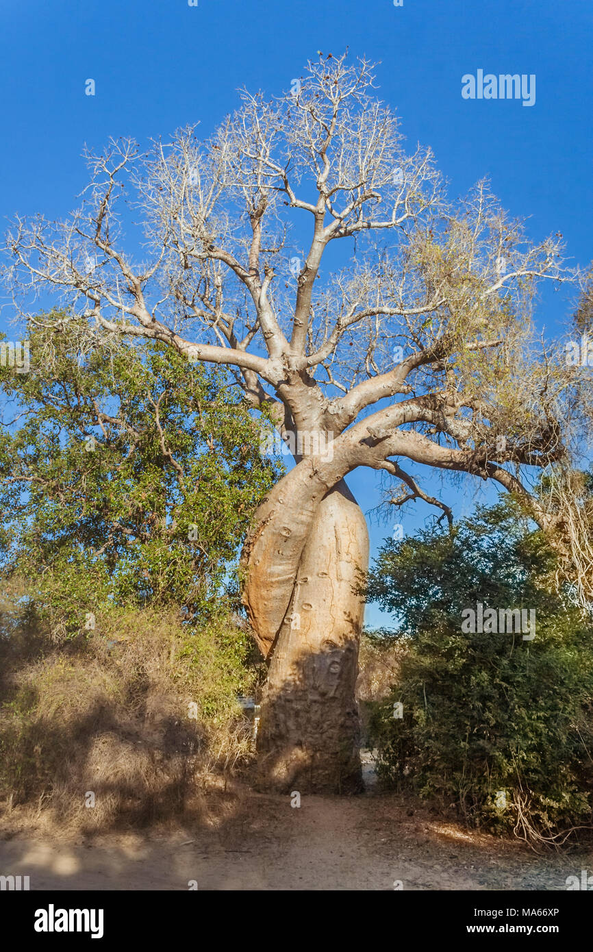 Die Amourösen Baobab in der Nähe von Morondava in der Savanne von Madagaskar Stockfoto