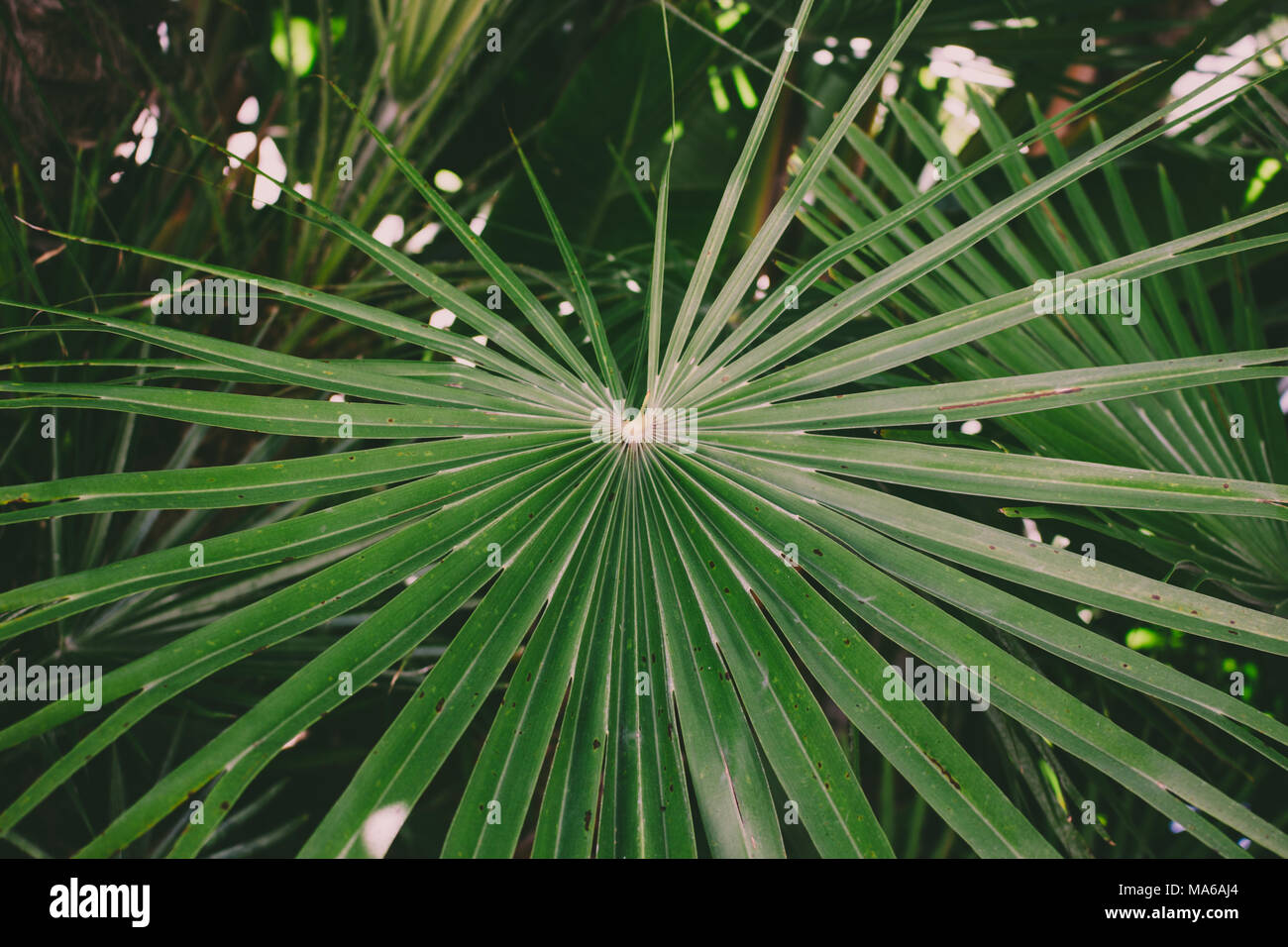 Palm. Palm Leaf an einem sonnigen Tag. Stockfoto