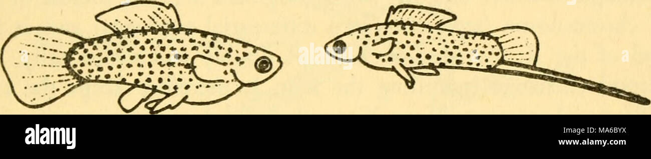 . Die Elemente der Genetik Stockfoto . Die Elemente der Genetik Stockfoto