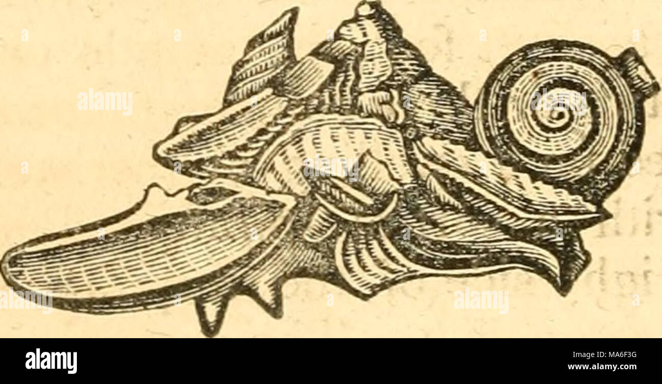 . Elemente der conchology/Vorbereitet für die Nutzung der Schulen und der Hochschulen Stockfoto