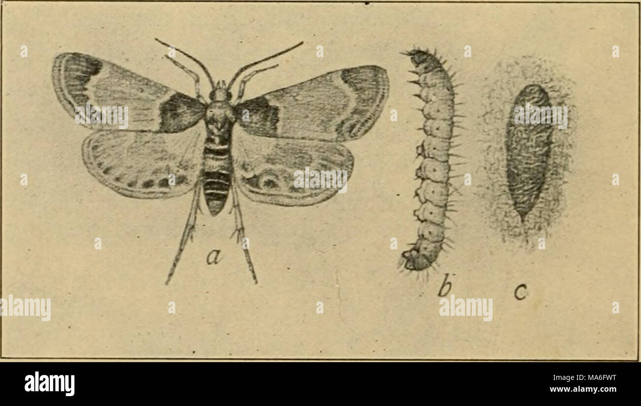 . Elementare Entomologie. Abb. 294. Die Mahlzeit Schnauze - Moth [Pyralii farinalis Linn.). (Zweimal natürliche Größe) ein, erwachsene Motten; b, Larve; c, Puppe im Kokon. (Nach Chittenden, Landwirtschaftsministerium der Vereinigten Staaten) Worm {Pyralis cos Talis), die in Stapeln oder mäht der alten Heu, Klee, auf der Sie die Feeds und die Qual durch die cov-Tätseinbußen mit seinen silken Web-Sites und Exkrementen reichlich vorhanden ist. Die Motte ist eine lila Stockfoto